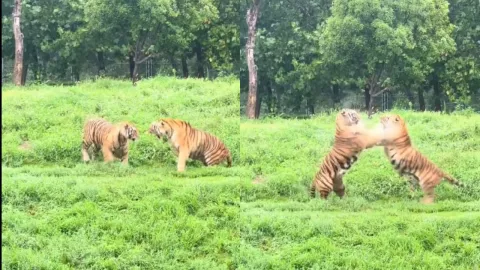 Fuerte VIDEO | Tigres siberianos pelean ferozmente en medio de un zoológico; rugidos ponen a temblar a espectadores