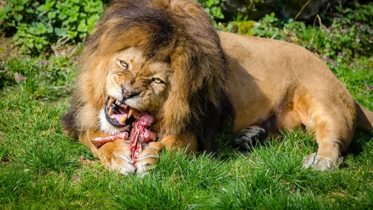 León le arranca el brazo a una mujer en un zoológico de Australia