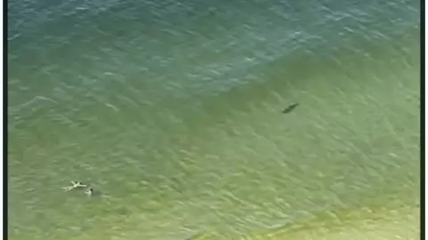 Captan a tiburón a punto de atacar a bañistas en Florida