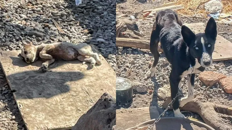 Encuentran perritos y en estado deplorable en El Pozo, El Marqués, Querétaro