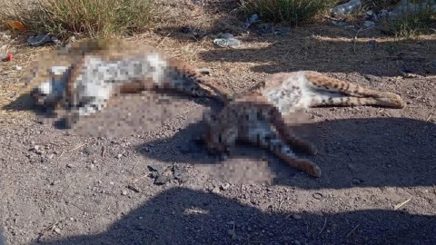 linces muertos delicias.jpg