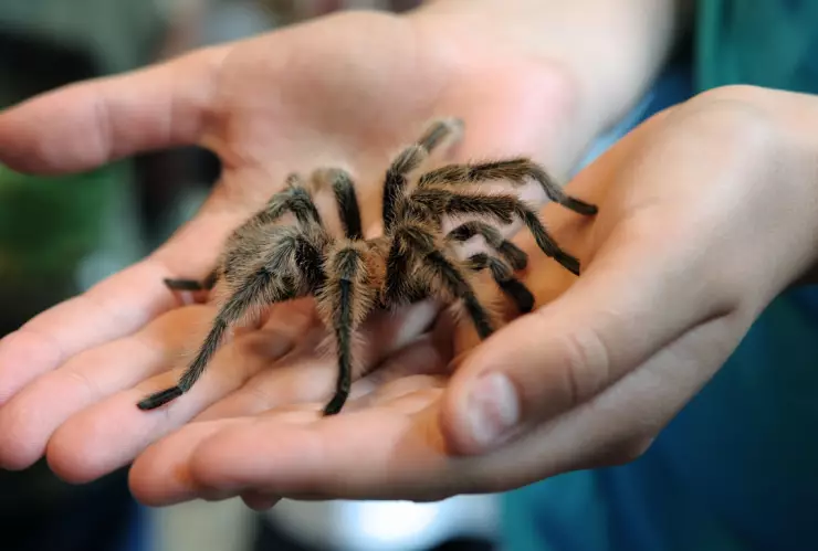 hombre aeropuerto Perú tarántulas