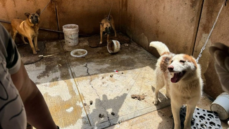 maltrato animal los héroes puebla rescate