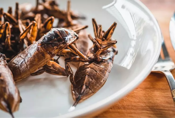 alimentos con insectos