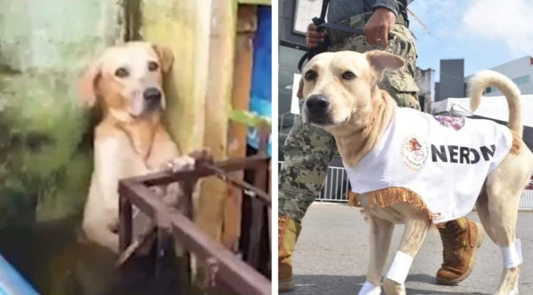 neron perrito rescatado inundaciones tabasco