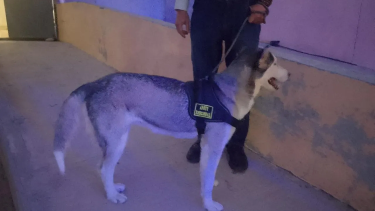 perro husky
