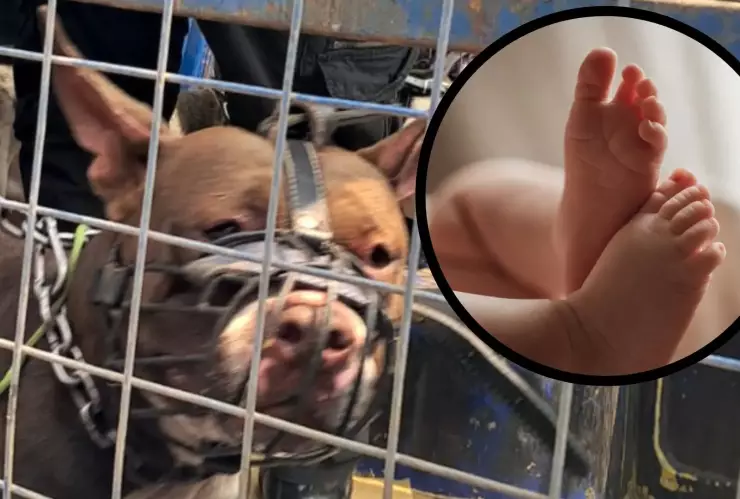 bebé muere ataque pitbull San Juan Lurigancho