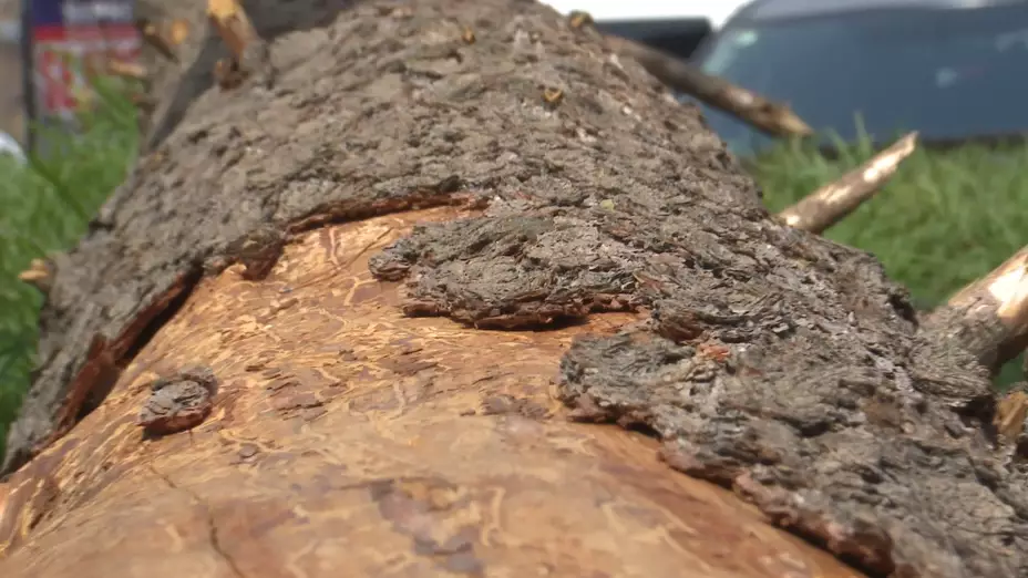 Plaga en arbol