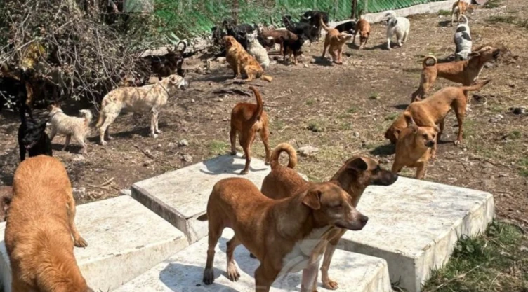 Perritos rescatados del Refugio Franciscano permanecen bajo resguardo en espacios habilitados por el Gobierno de la Ciudad de México