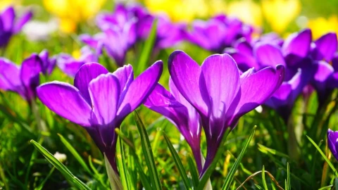 A quién le podemos dar flores moradas el 09 de noviembre