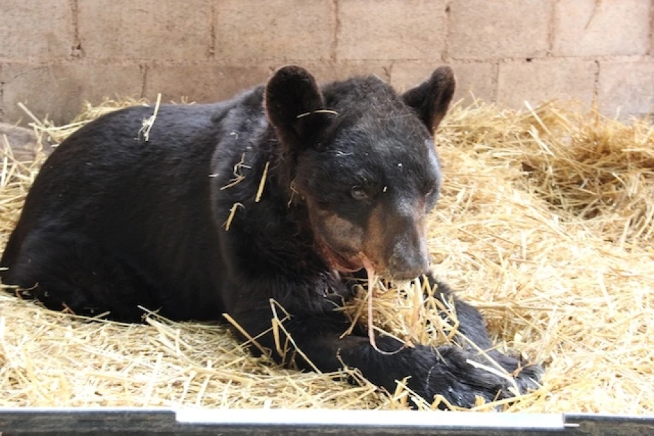 será la primera mujer candidata de Morena para competir por una gubernatura.