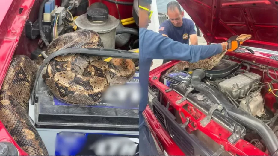 VIDEO: Sorprendió y aterró a conductora enorme serpiente dentro de motor; desató movilización