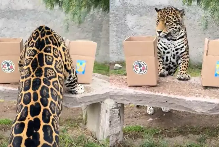 Jaguar predice en TikTok si Tigres o América se corona en la Liga MX