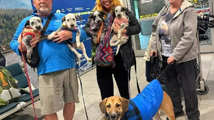 ¡De las calles al extranjero! Perritos yucatecos abandonados son adoptados en Canadá