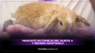 Rescate de conejo en el subte A: historia viral de la joven que decidió adoptarlo