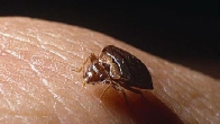 Advierten mal que transmite picadura de chinche