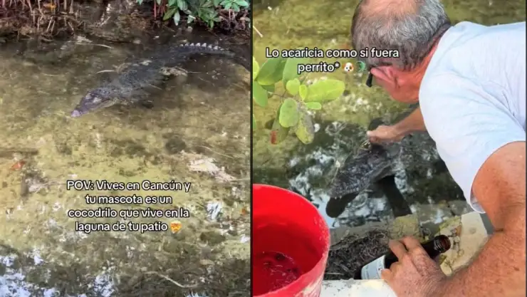 Hombre tiene como mascota a un cocodrilo en Cancún, vive en la laguna de su patio.jpg