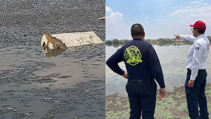 cocodrilo-en-laguna-de-la-piedad-cuautitlán-izcalli-esto-se-sabe
