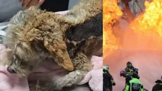 Perrita lesionada en explosión de pipa en Iztapalapa.png
