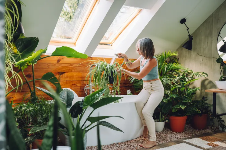 plantas interior