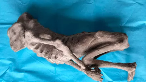 momia de extraterrestre en guerrero