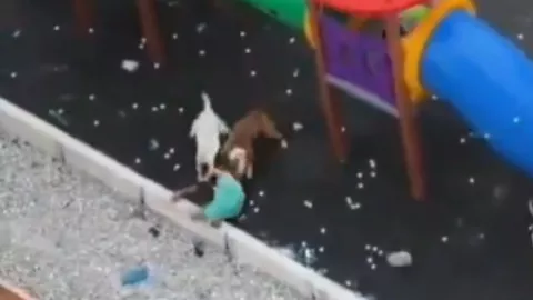 VIDEO FUERTE: Pitbull ataca a niño que jugaba en el parque