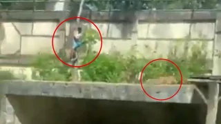 Hombre muere tras ingresar al área de leones en zoológico.