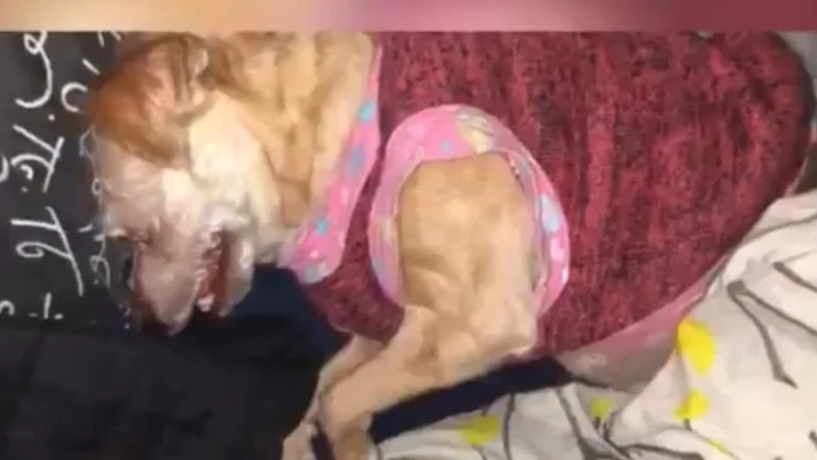 VIDEO: Perrita queda en shock por quema de cohetes en CDMX