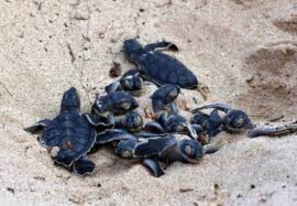 ejemplar de tortuga en Quintana Roo