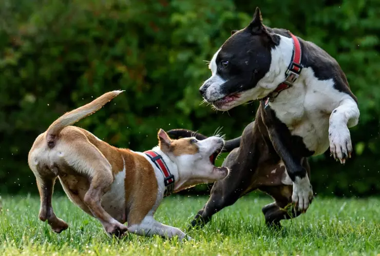 Qué razas de perros estarán prohibidas en 2025.jpg