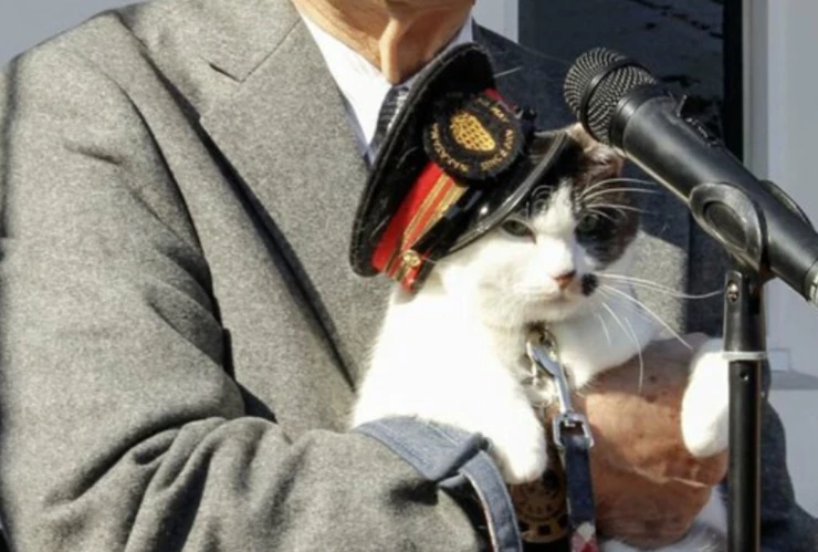 Nuevos gatos jefes estación Kishi de Japón