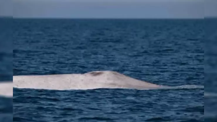 Ballena azul albina