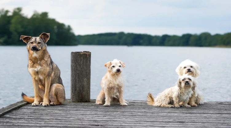Descifrando la inteligencia canina, un análisis de las razas más brillantes