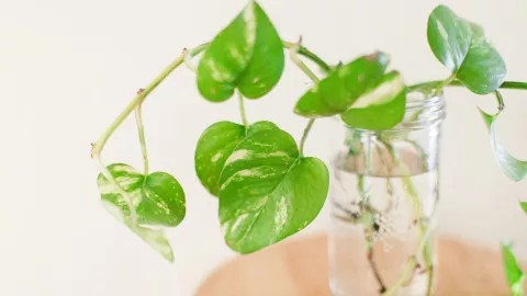 planta crece rápido