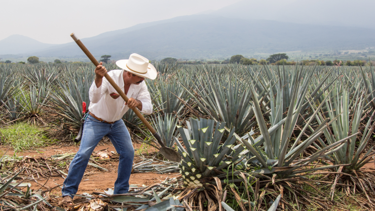 Día del Tequila 2025 Tequila hecho en Guanajuato.png