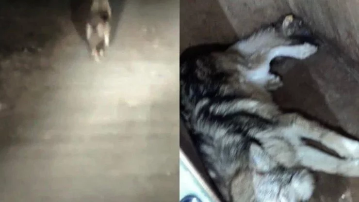 Capturan a lobo gris mexicano que escapó de parque del Edomex