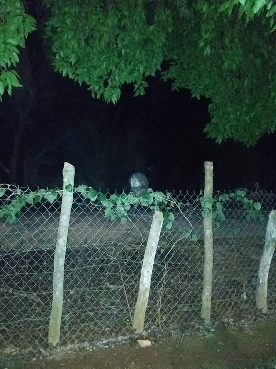 Rescatan a puercoespín en Lázaro Cárdenas