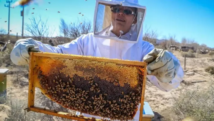 panales de abeja Chihuahua