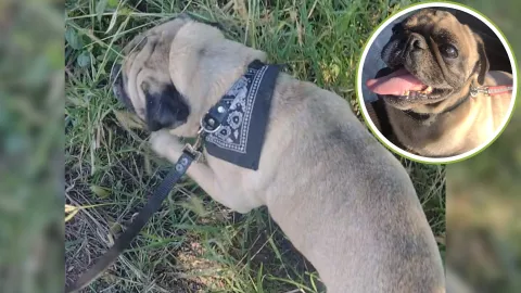 Perro en altas temperaturas