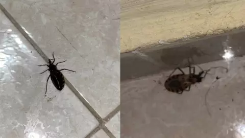 hallan insecto mal de chagas las americas