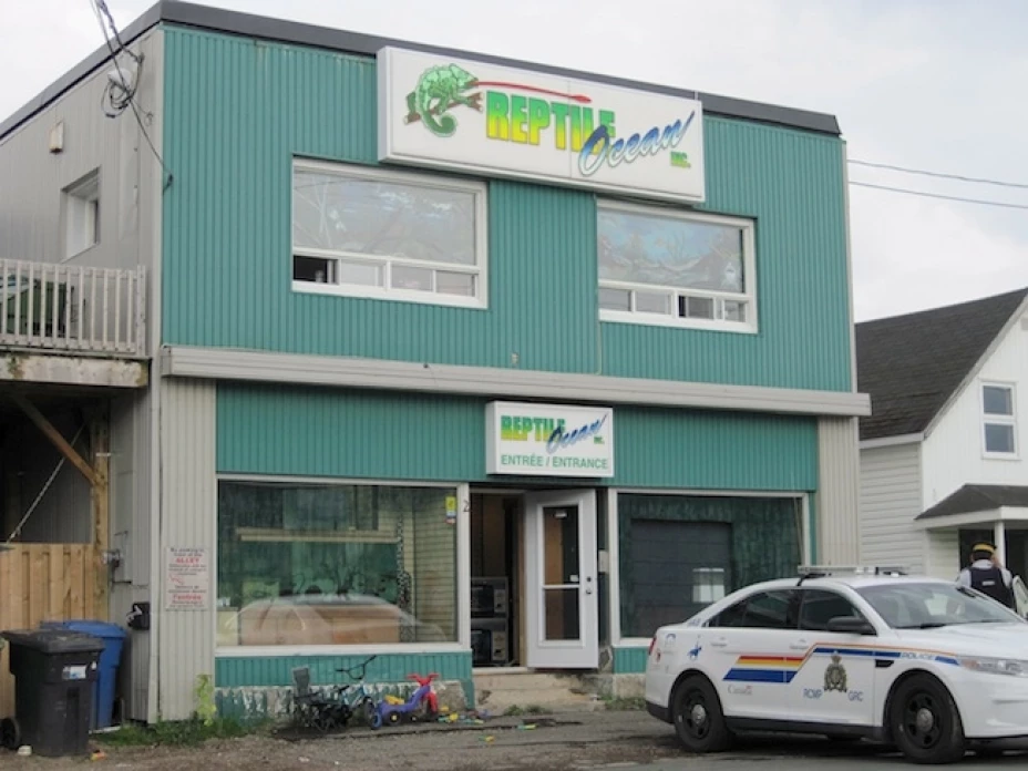 Agentes de la Real Policía Montada de Canadá revisan el lugar donde se registró un ataque fatal de una serpiente pitón en la tienda de mascotas exóticas Reptile Ocean en Campbellton