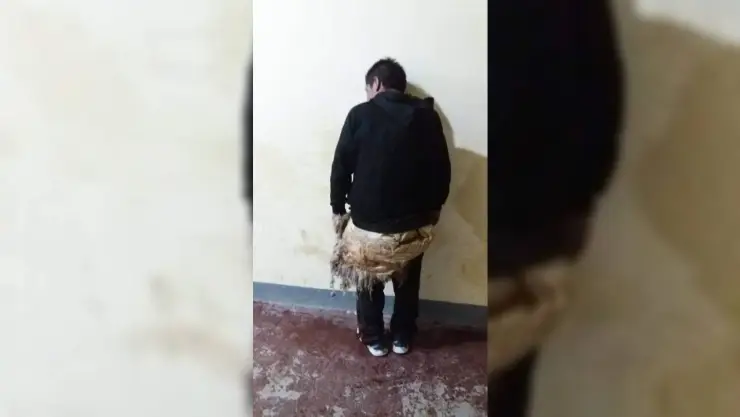 Preso disfrazado de oveja ESCAPÓ de la cárcel (FOTO)