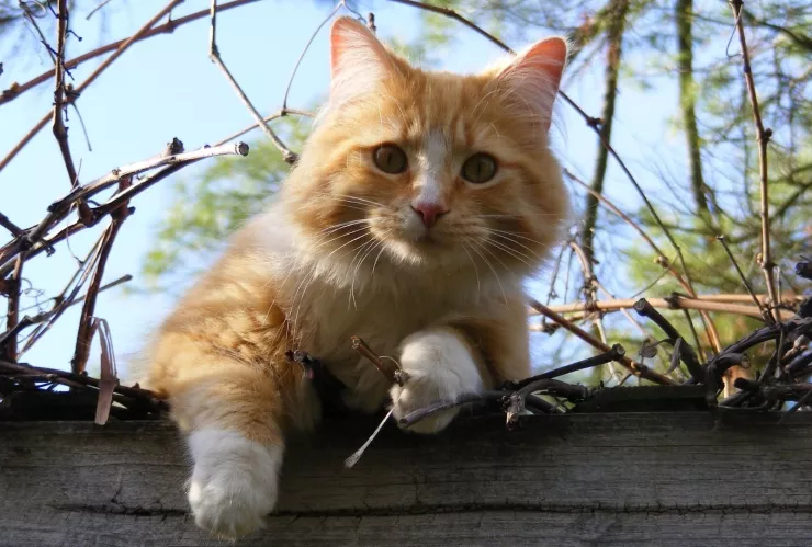 Averigua cómo evitar que tu gato se escape de casa