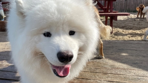 Yappy Hour