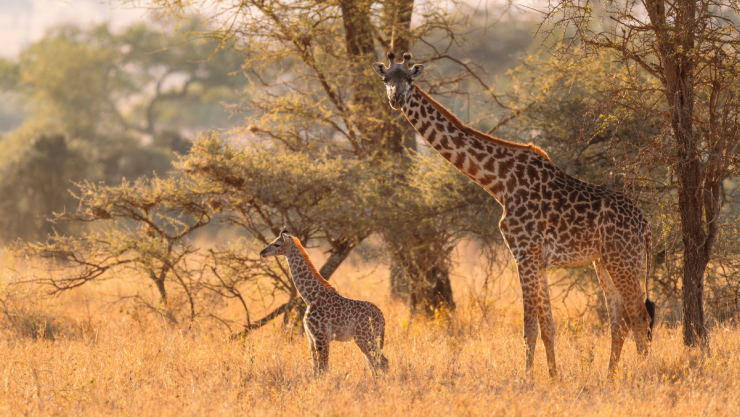 Jirafas sin manchas, según la ciencia