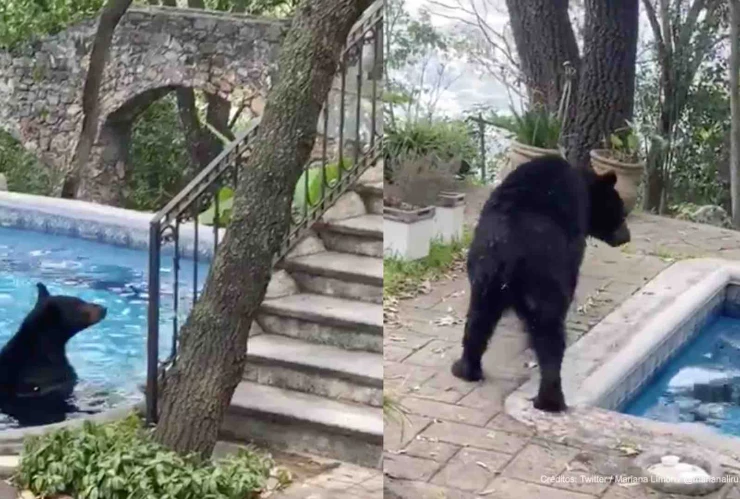 osos visitan casas nuevo león.jpg