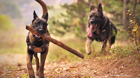 paseadores perros licencia mercantil torreón.jpg