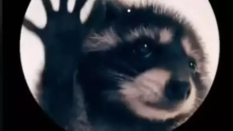 “Pedro, pedro” La historia del mapache bailando en TikTok