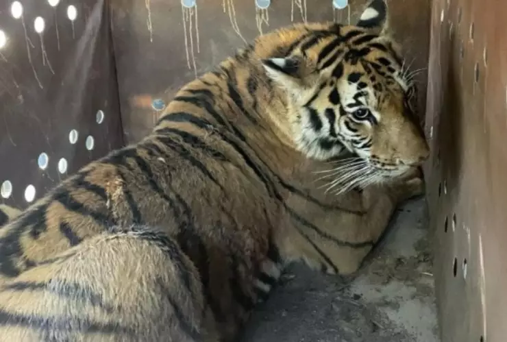 Aseguran tigres de bengala, explosivos y autos robados tras operativo en San José de Gracia, Sinaloa