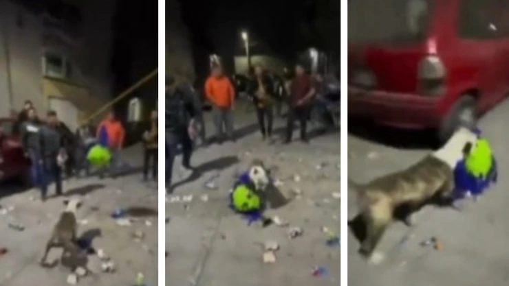 perrito piñata posada puebla